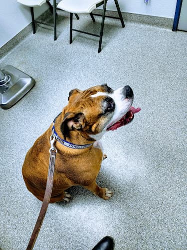 Pet boarding service Care Veterinary Clinic Visalia