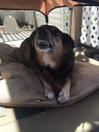 Pet boarding service Carlsbad Pet & Feed - Village Carlsbad