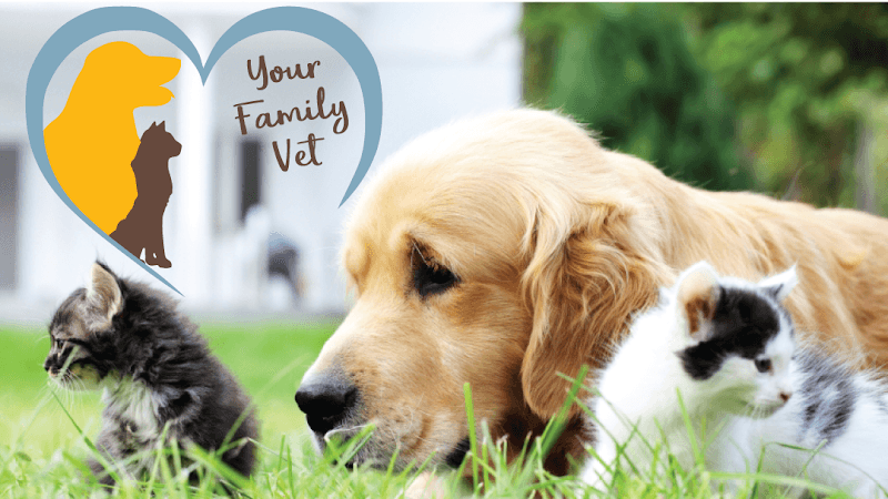 Pet boarding service Carlsen Animal Hospital, A Thrive Pet Healthcare Partner Los Angeles