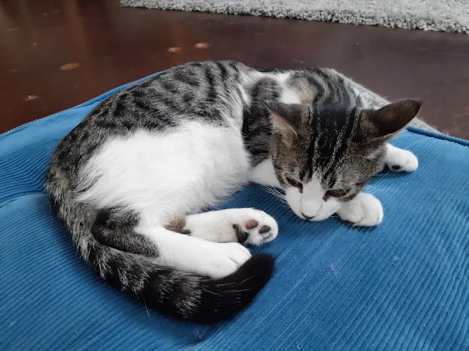 Pet boarding service Cassie's Cats Ventura