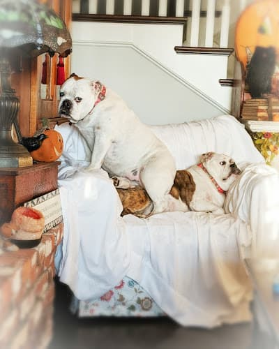 Pet boarding service Castle K-9 Torrance