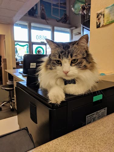 Pet boarding service Cat Clinic Costa Mesa