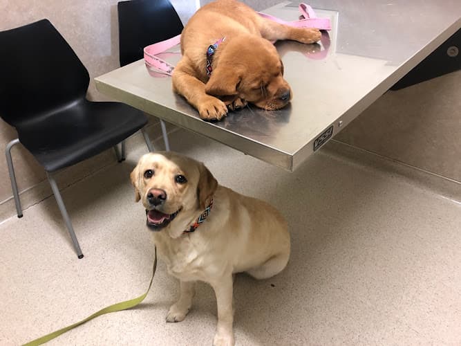 Pet boarding service Cat & Dog Clinic of Bellevue Bellevue