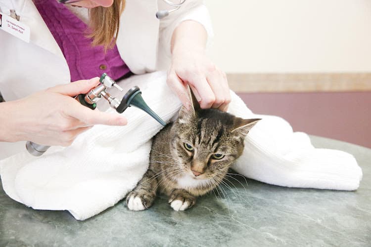 Pet boarding service Cat & Dog Hospital of Portland Portland