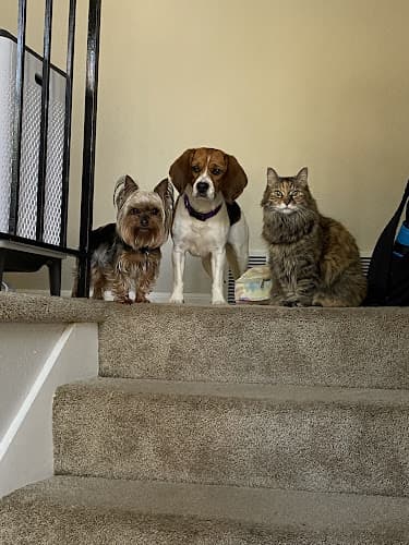 Pet boarding service Cat sitter now Everett