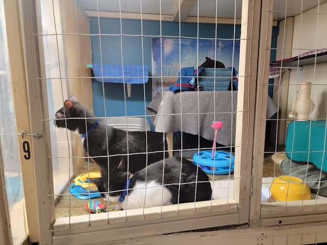 Pet boarding service Cat Sitting Hotels Seattle