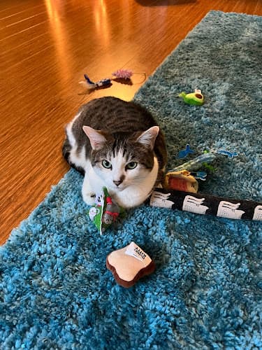 Pet boarding service Cat-tastic pet sitting Vancouver