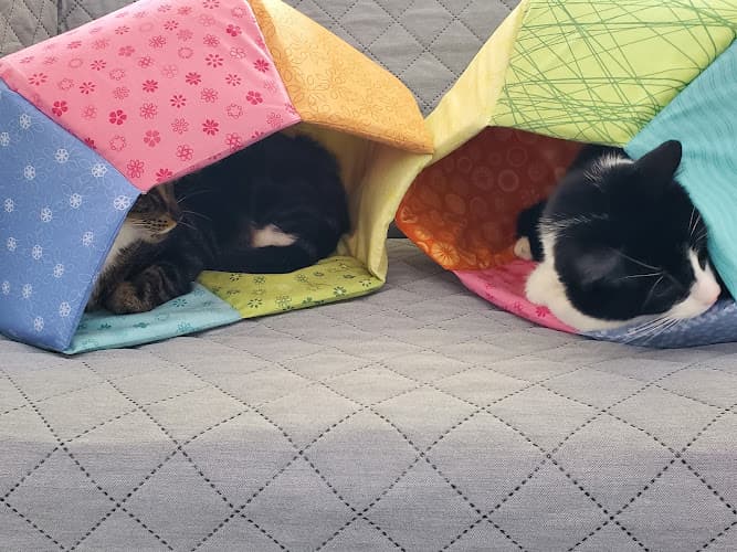 Pet boarding service Cats Play While You're Away Vancouver