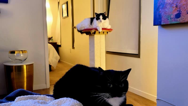 Pet boarding service Cats@Home Los Angeles