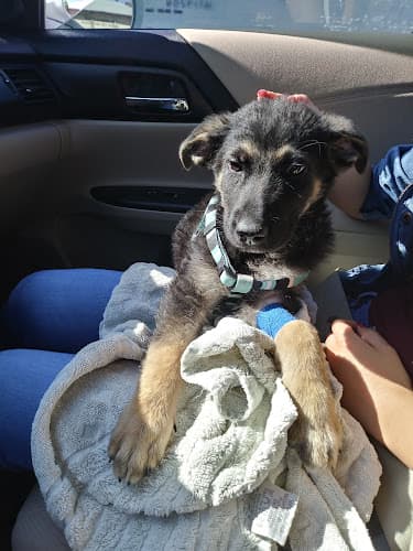 Pet boarding service Cedar Veterinary Hospital Fresno