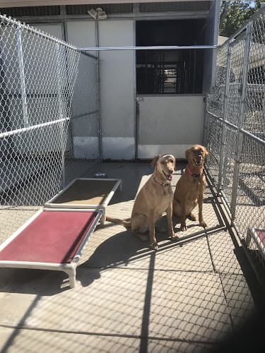 Pet boarding service Celtic Dog Kennels Antioch