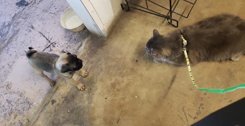 Pet boarding service Chevy Feed & Pet Supply Bakersfield