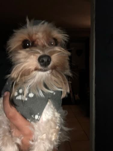 Pet boarding service Christina's Pet Boutique San Bernardino