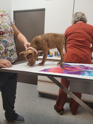 Pet boarding service Cirby Ridge Animal Hospital Roseville