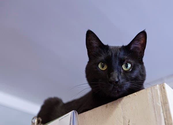Pet boarding service City Cat Boarding Resort Seattle