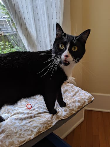 Pet boarding service City Cat Vet Clinic Seattle