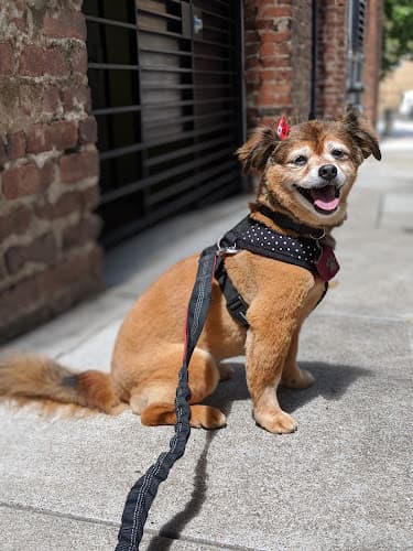 Pet boarding service City Dogs San Francisco