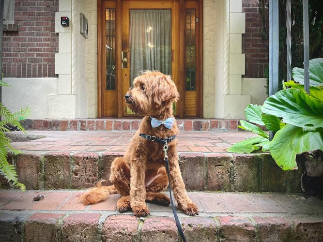 Pet boarding service City Paws Pet Salon Seattle