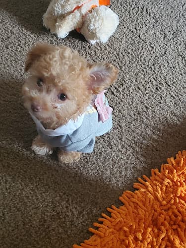 Pet boarding service City Pet Hospital Ontario