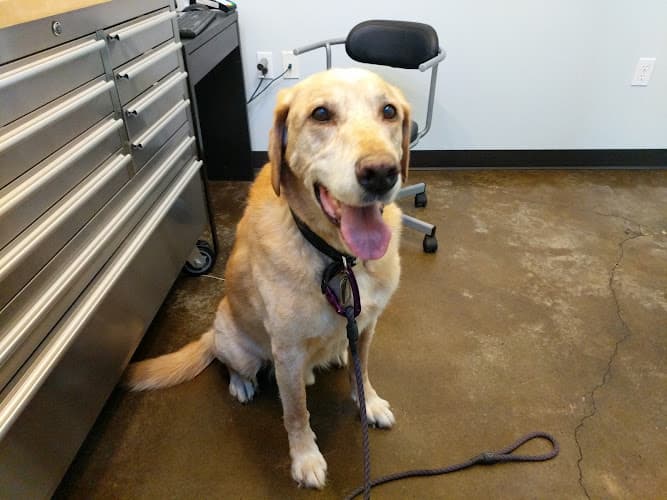 Pet boarding service City Pets Vet Portland