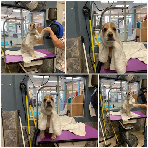 Pet boarding service Claws N Paws Day Spa Costa Mesa