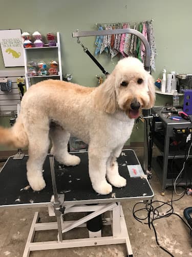 Pet boarding service Clips and Treats El Cajon