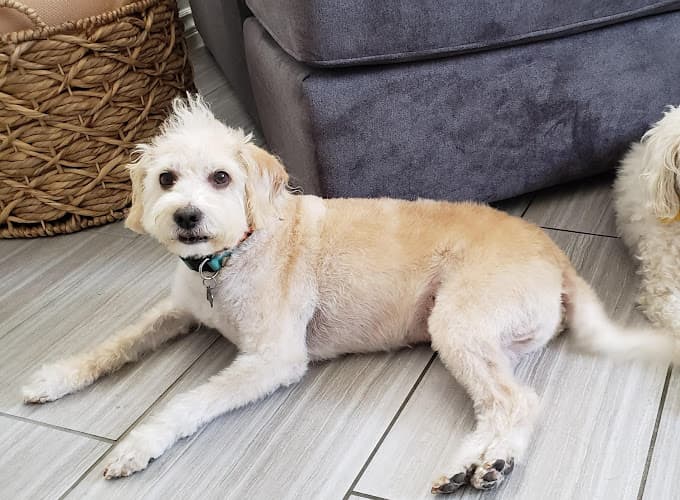 Pet boarding service Clipz Pet Salon Ontario