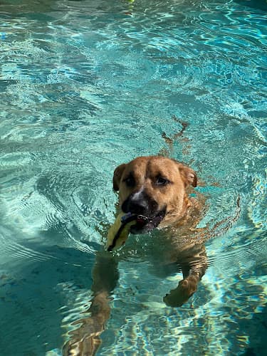 Pet boarding service Coast Canine Country Club Santa Ana