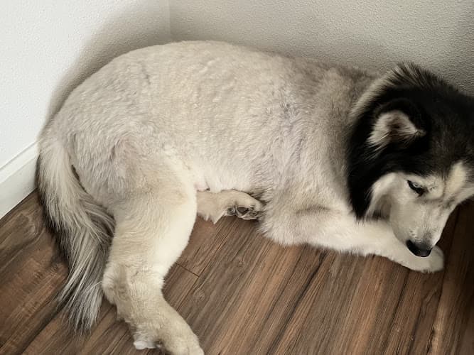 Pet boarding service Coature Pet Spa Chico