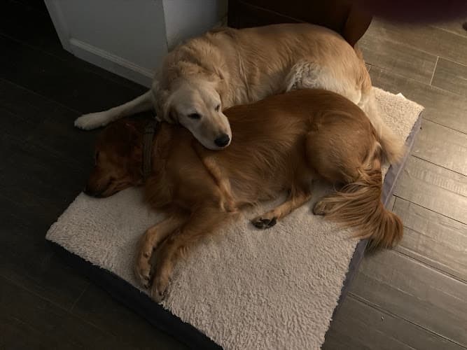 Pet boarding service Coffee Road Veterinary Clinic Modesto