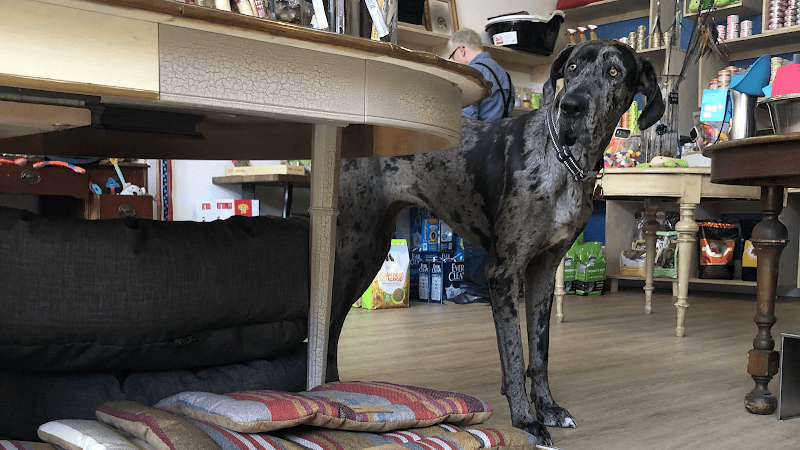 Pet boarding service Cole Valley Pets San Francisco