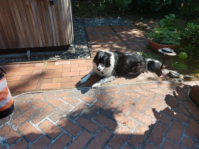 Pet boarding service Companion Animal Hospital Bellevue