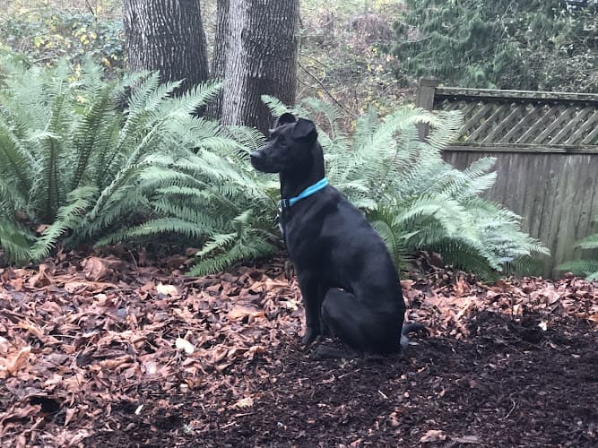 Pet boarding service Cooperative Supply Everett