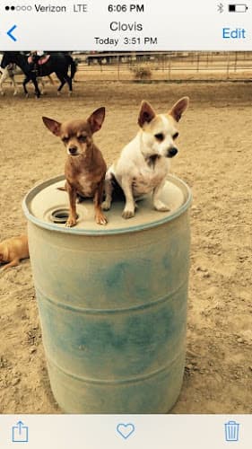 Pet boarding service Copperwood Training Stables Clovis