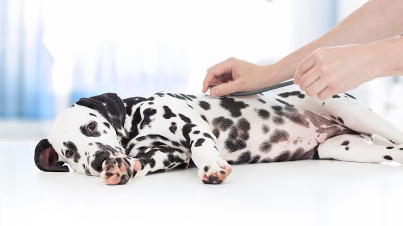 Pet boarding service Coronado Veterinary Hospital San Diego