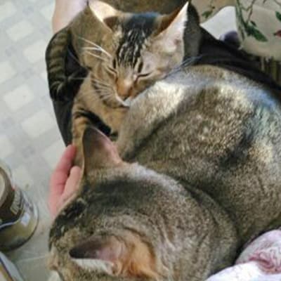 Pet boarding service Cozy Kitties Inn Kent