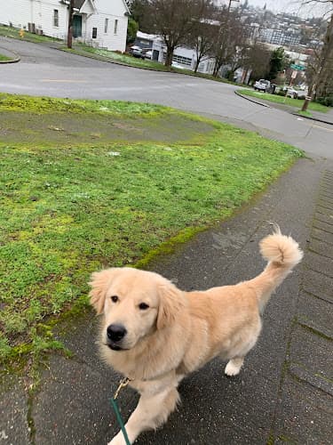 Pet boarding service Creature Comforts of Magnolia Seattle