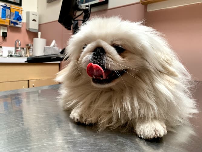 Pet boarding service Culver Palms Animal Hospital Los Angeles