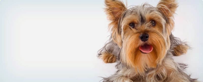 Pet boarding service Culver Pet Clinic Irvine