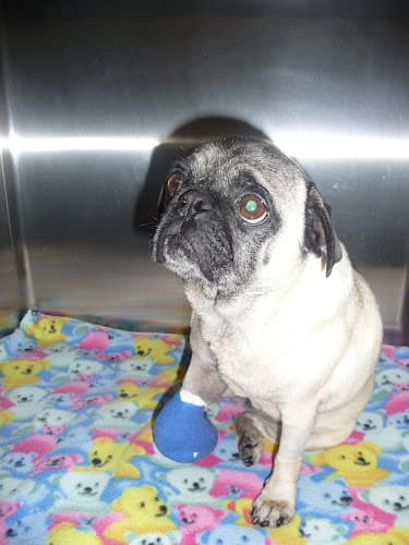 Pet boarding service Cuyamaca Animal Hospital Inc: L. Martin DVM, B. Hyatt DVM CVA, Alex Kanholm DVM, Vivian Bui VMD, Annette Behrman DVM El Cajon