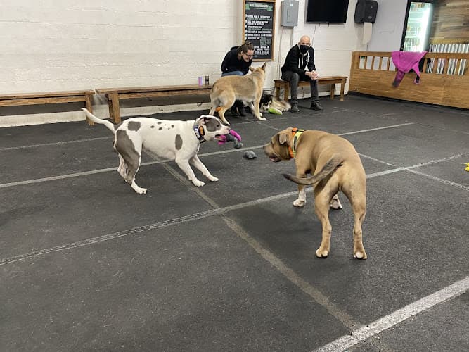 Pet boarding service Cycle Dog - Earth Friendly Pet Company Tavern And Dog Park Portland