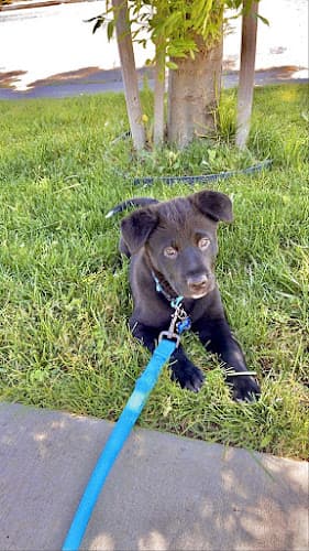 Pet boarding service D-Good Pup Los Angeles