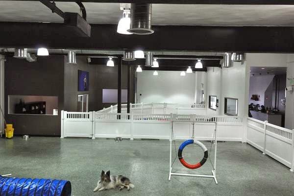 Pet boarding service D Pet Hotels Los Angeles