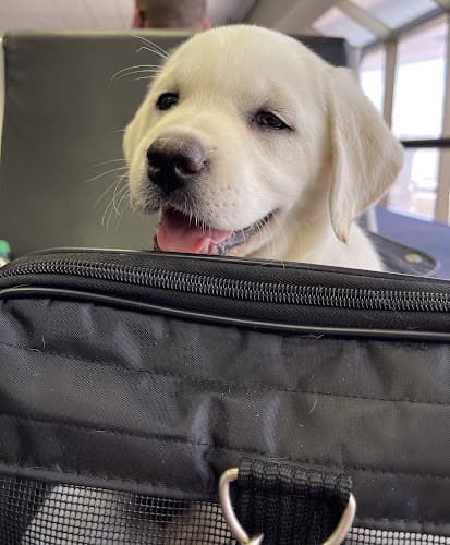 Pet boarding service Daisy May's Pet Transport Spokane