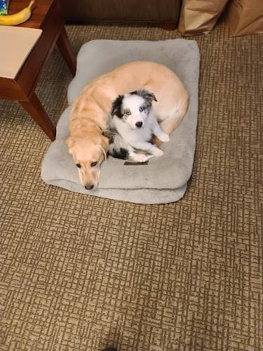 Pet boarding service Darling Veterinary Clinic Chico