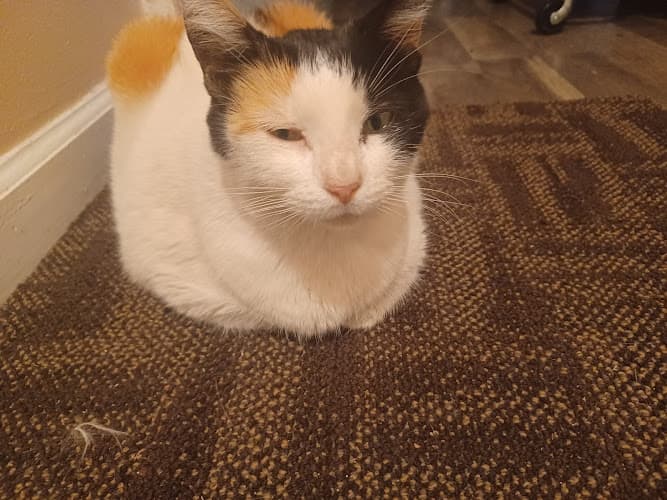 Pet boarding service Del Paso Veterinary Clinic Sacramento