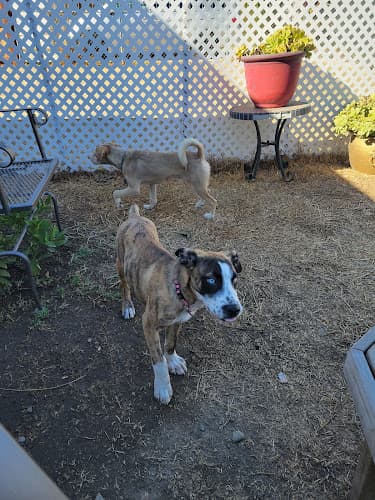 Pet boarding service Delta Humane Society & SPCA of San Joaquin County aka Delta Stockton Humane Society & SPCA Stockton