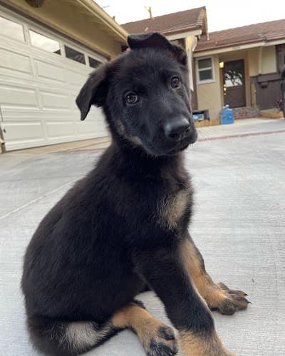 Pet boarding service Delta K9 Academy Los Angeles