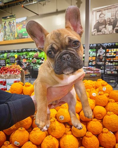 Pet boarding service Dermatology Center for Animals Seattle