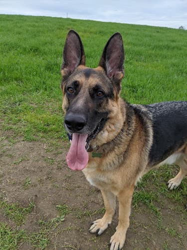 Pet boarding service Dermatology for Animals - Oakland Oakland